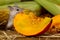 Close-up gray mouse gnaws orange pumpkin in the background of ears of corn in the pantry