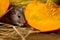Close-up gray mouse lurks near orange pumpkin in the pantry.