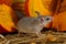 Close-up gray mouse stands near orange pumpkin in the pantry.