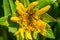 Close up of Gray mule ears Wyethia helenioides, Santa Clara county, south San Francisco bay area, California