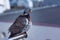 Close up gray pigeon - Columba palumbus with red beak