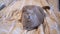 Close up, Gray Scottish Cat Resting on a Soft Cozy Bed in the Room