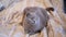 Close up, Gray Scottish Cat Resting on a Soft Cozy Bed in the Room