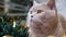 Close up, Gray Scottish Cat Sits in a Christmas Sparkling Green Garland in Room