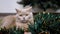 Close up, Gray Scottish Cat Sits in a Christmas Sparkling Green Garland in Room