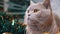 Close up, Gray Scottish Cat Sits in a Christmas Sparkling Green Garland in Room