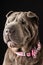 Close-up of gray shar pei dog, with pink bow tie, black background