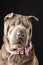 Close-up of gray shar pei dog, with pink bow tie, looking down, black background