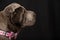 Close-up of gray shar pei dog, in profile, with pink bow tie, black background, horizontal