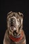 Close-up of gray shar pei female dog with red collar, on black background