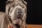 Close-up of gray shar pei female dog, red collar, on black background, horizontal,