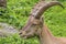 Close up of a grazing alpine ibex