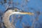 Close up of a Great Blue Heron Ardea herodias head