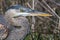 Close up of a Great Blue Heron Ardea herodias head
