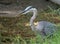 Close Up of a Great Blue Heron in Profile Hunting along a Shoreline