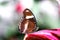 Close-up of a Great common eggfly butterfly