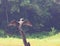 Close up of Great Cormorant - Phalacrocorax Carbo - with Spread Wings sitting on Wood in Periyar National Park, Kerala, India