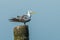 Close up of Great Crested Tern