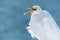 Close up of a Great Egret.