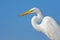 Close-up of a Great Egret Against a Clear Blue Sky