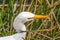 A close up of a Great egret  Ardea alba in the marsh with a frog in its beak in the Everglades in Florida.
