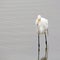 Close up of Great Egret bird with several fish in its beak