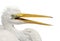 Close up of Great Egret or Great White Egret or Common Egret