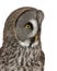 Close up of Great Grey Owl or Lapland Owl, Strix nebulosa, a very large owl
