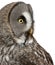 Close up of Great Grey Owl or Lapland Owl, Strix nebulosa, a very large owl