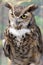 Close-up of Great horned owl