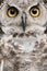 Close-up of Great Horned Owl