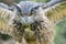 Close up of a great horned owl with wings open