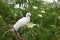 Close up of great little Egret