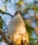 Close-up of the Great Lizard Cuckoo