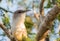 Close-up of the Great Lizard Cuckoo