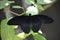 Close Up Great Mormon Butterfly on a Leaf