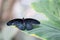 Close-Up of Great Mormon Papilio Memnon Butterfly Sitting Unfolded on a Leaf