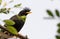 Close up Great Myna Bird Perched on Branch Isolated on Background