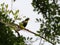 Close up Great Myna Bird Perched on Branch Isolated on Background