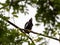 Close up Great Myna Bird Perched on Branch Isolated on Background