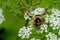 Close up great pied hoverfly on a white flower