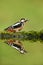 Close up of Great spotted woodpecker and his reflection