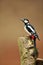 Close up of a Great spotted woodpecker perching a tree log