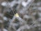 Close up Great tit, Parus major bird perched on the bare tree branch at winter time. Bird feeding concept. Selective focus