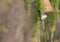 Close up Great tit, Parus major bird perched on lush geen larch tree branch with feeder, bokeh background, copy space.