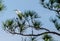 A Close Up of a Great White Egret Standing in a Pine Tree