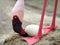 Close-up of a Greater Flamingo Tending to It`s Egg