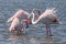 Close up of Greater Flamingos Phoenicopterus roseus in the Camargue, Bouches du Rhone, France