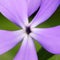 Close up of the greater periwinkle vinca major. Five purple periwinkle petals, close-up