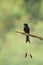 A close up of Greater Racket-tailed Drongo holding on the branc